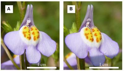 Stigma Sensitivity and the Duration of Temporary Closure Are Affected by Pollinator Identity in Mazus miquelii (Phrymaceae), a Species with Bilobed Stigma